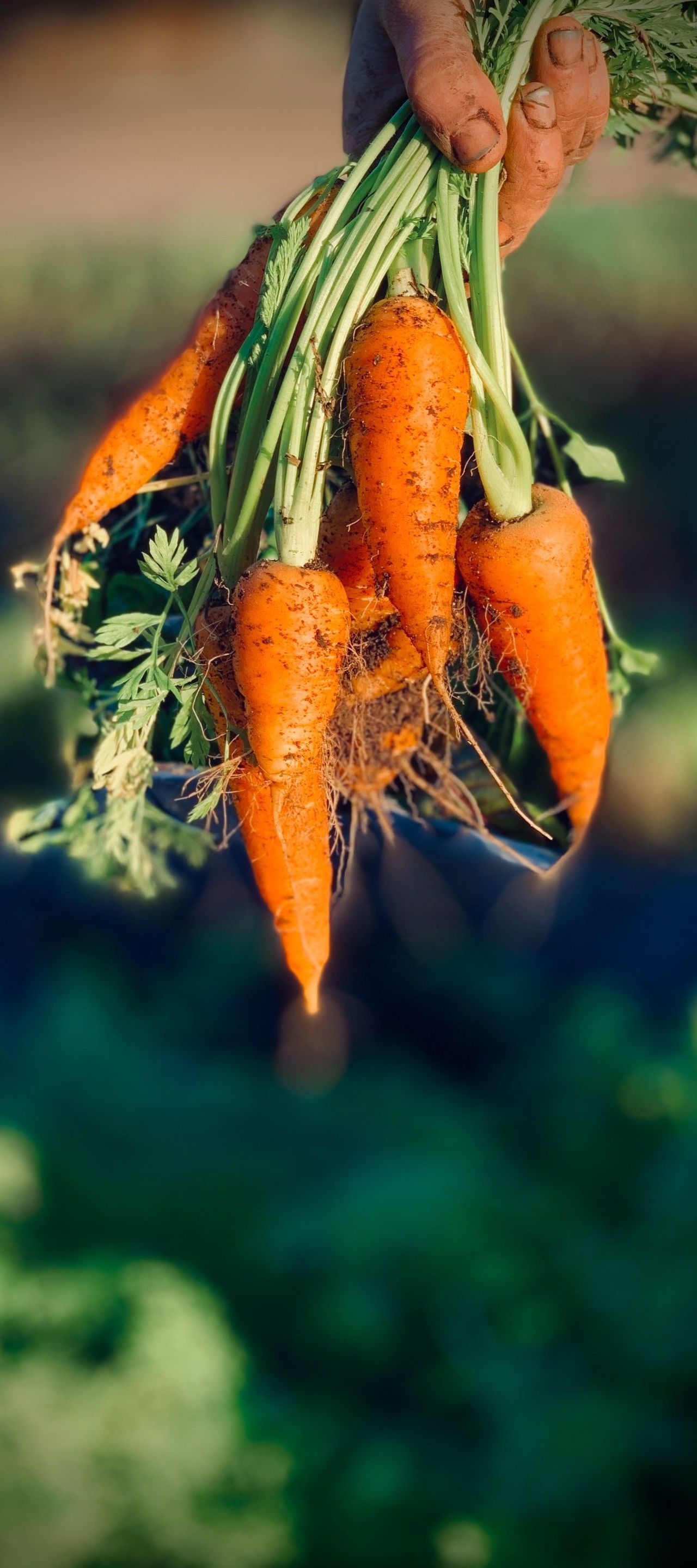 carrots