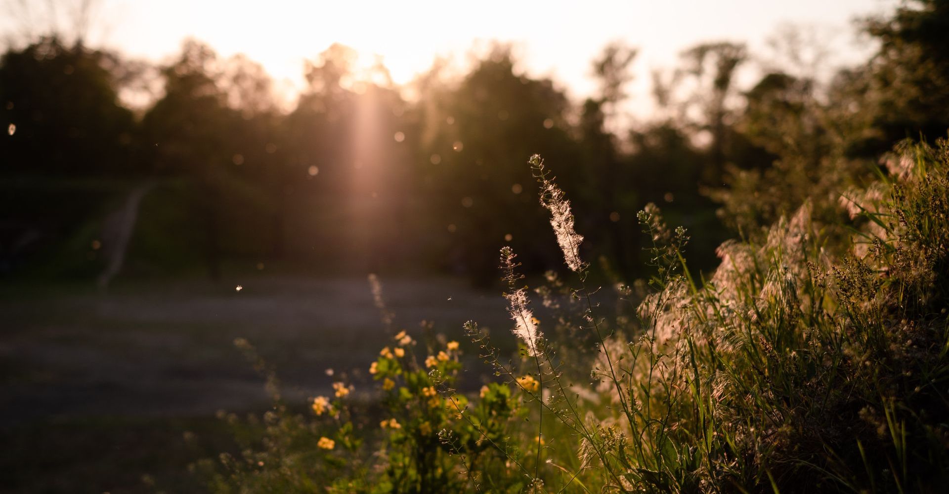 pollen