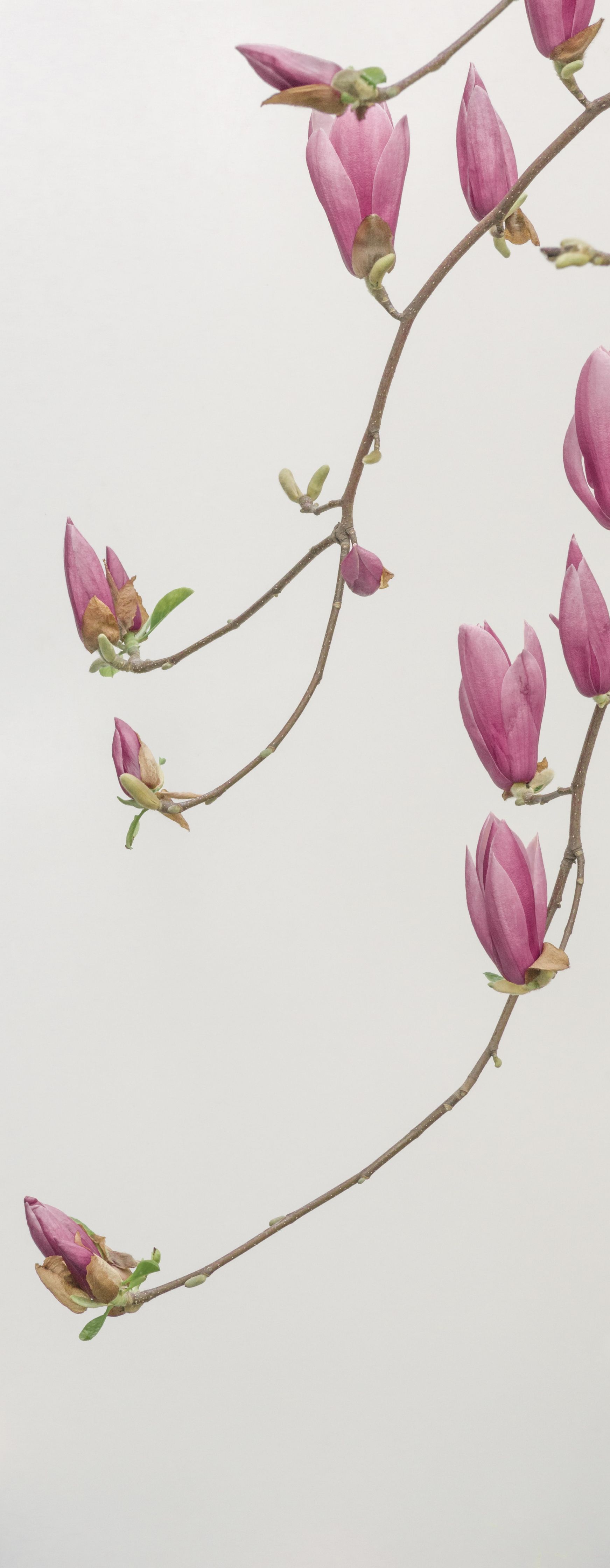 flowering tree