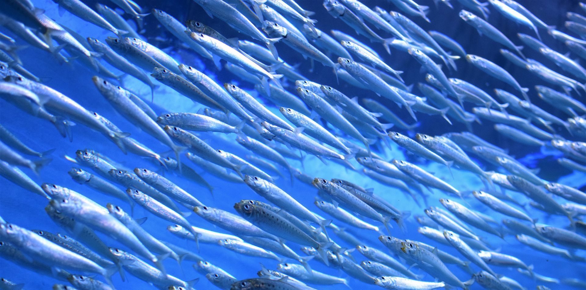 a school of fish