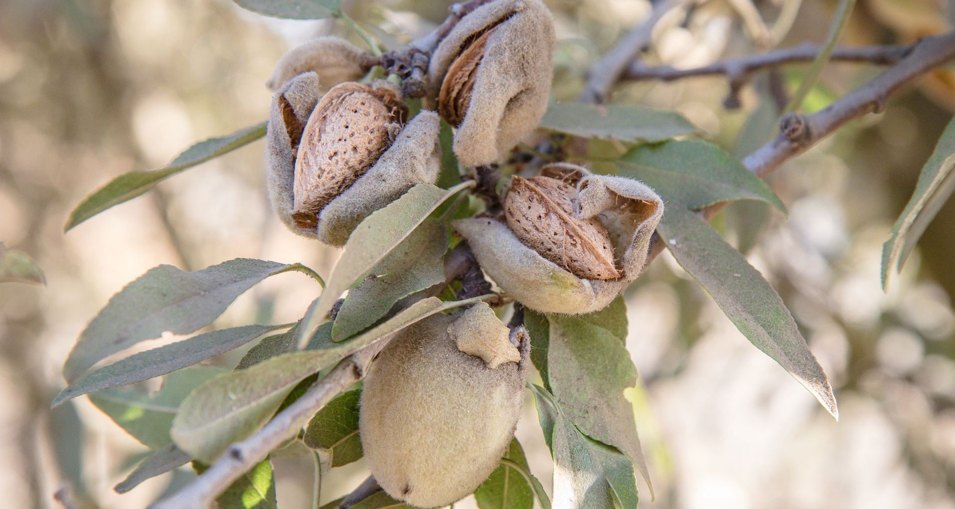 almond tree