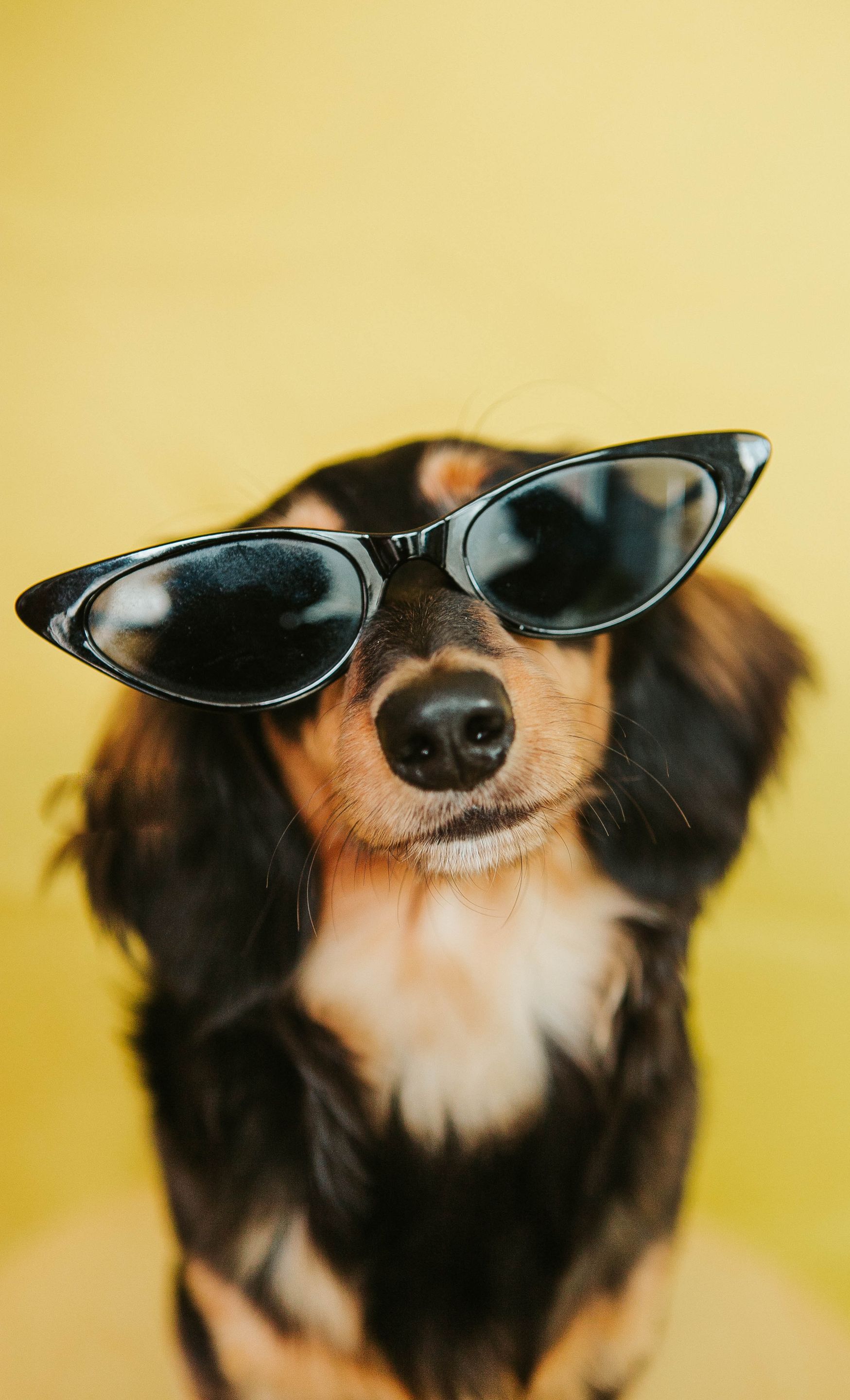 dog wearing sunglasses