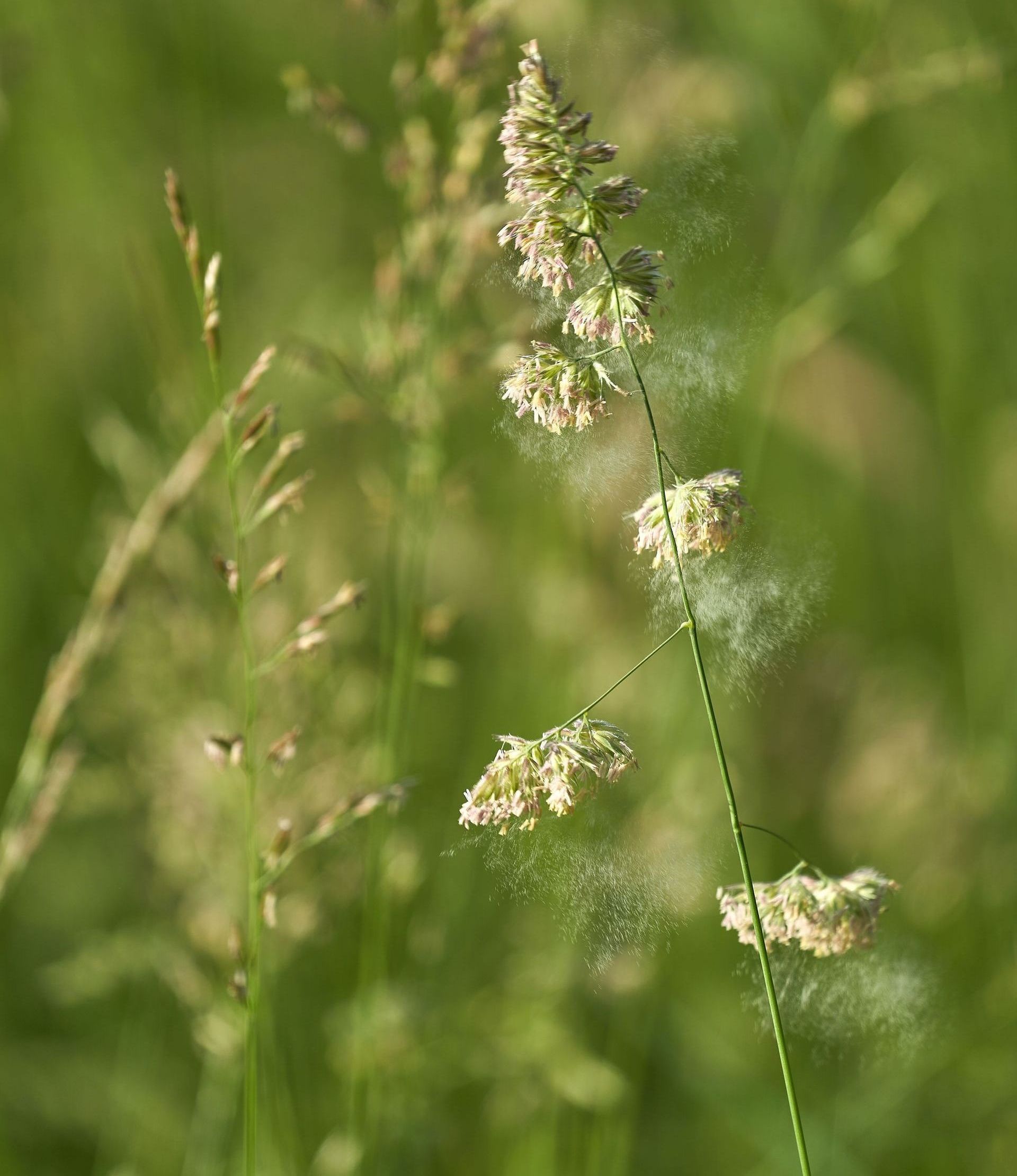 pollen in yard