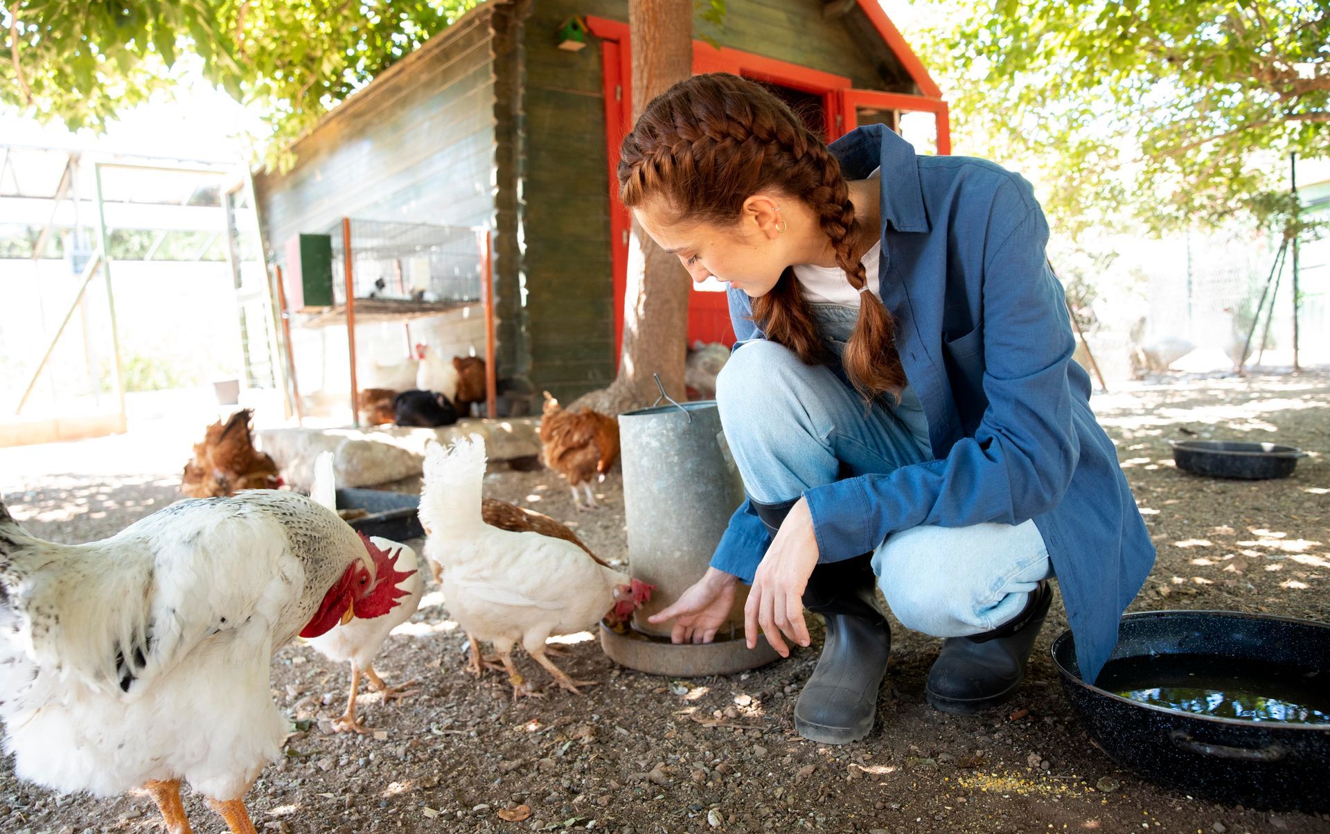 Una mujer está alimentando a las gallinas en un gallinero.