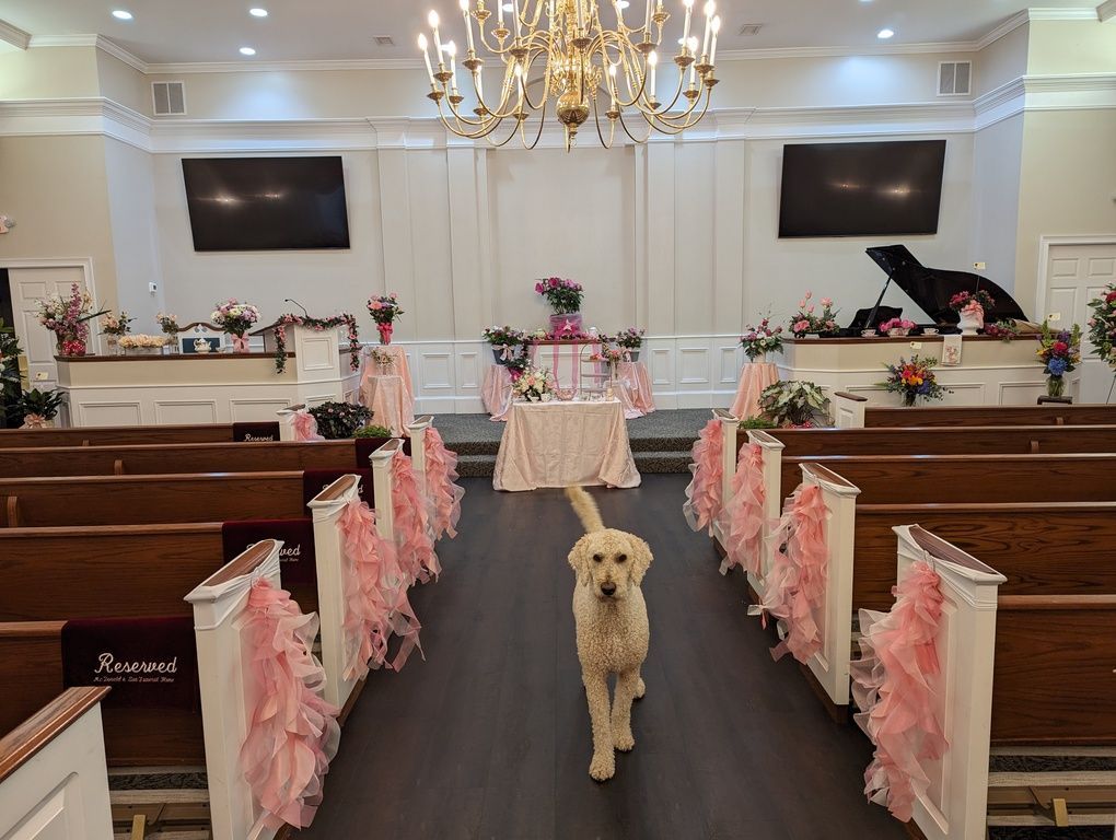 Small white dog standing in a decorated church aisle with pink bows and pew decorations