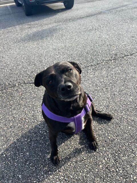 Black dog wearing a purple harness sitting on pavement, looking up at the camera.
