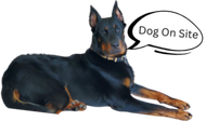 Doberman pinscher laying down, 