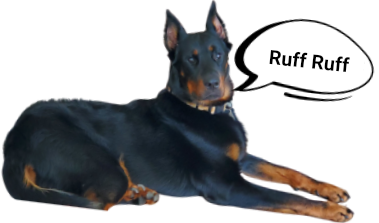 Black Doberman pinscher dog lying down, barking 