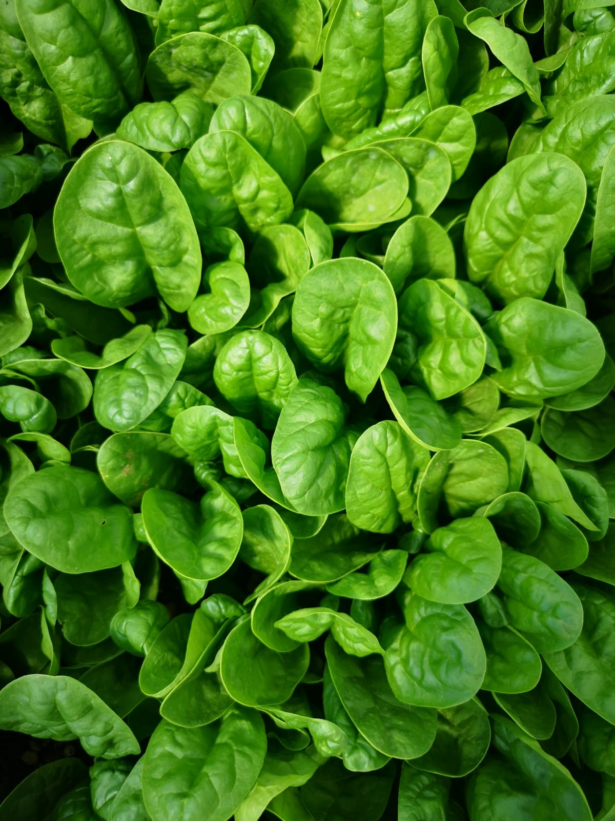 produttore di acetosella