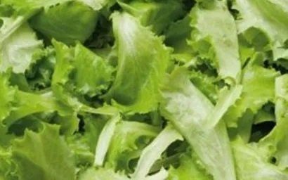 produttore di insalatina