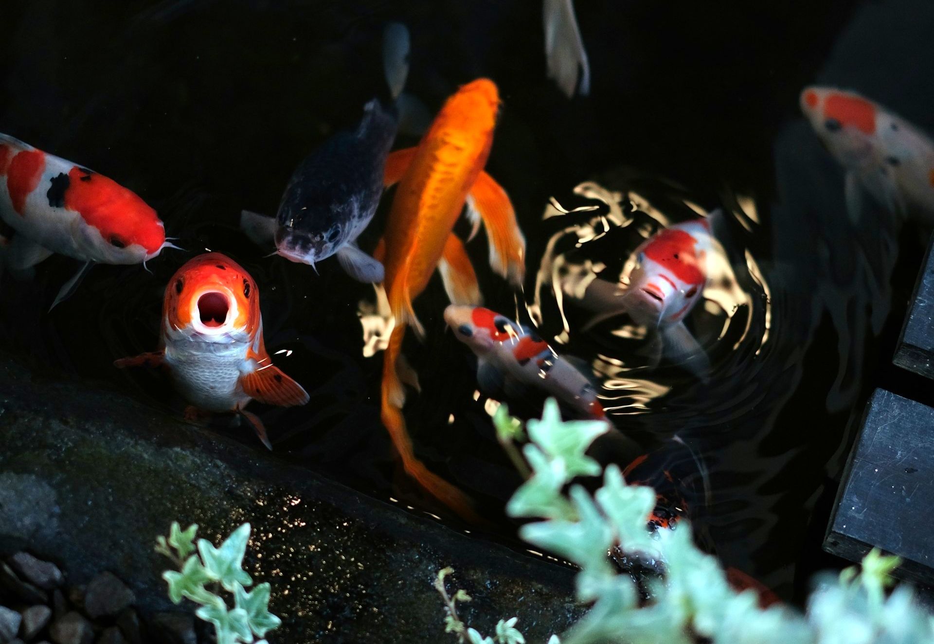 Oriental Koi Pond