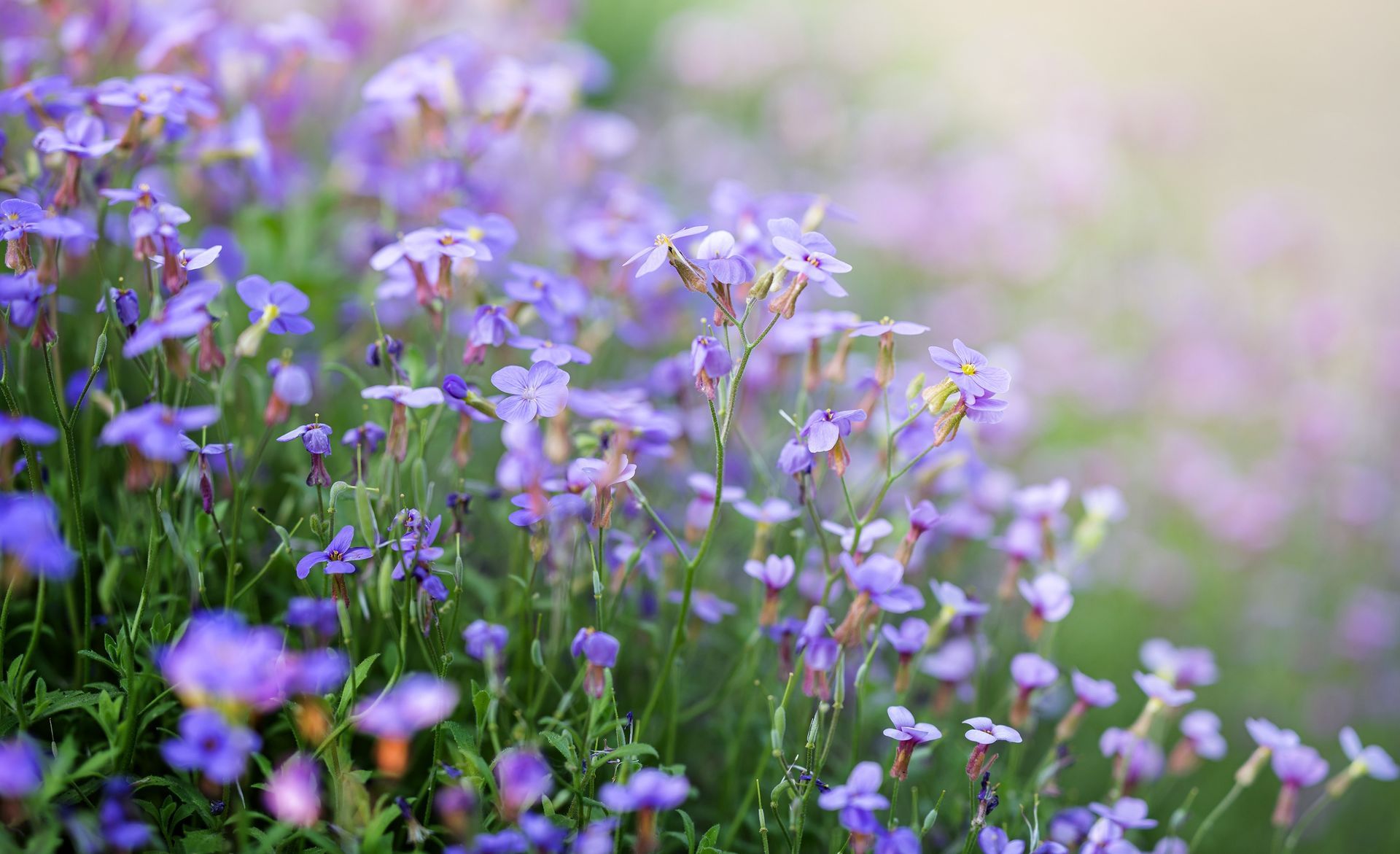Purple wildflowers blooming in a soft-focus meadow with green stems and blurred background
