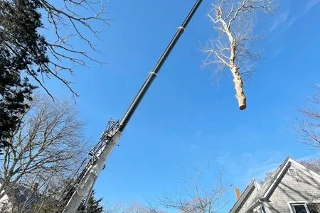 A crane is lifting a tree branch into the air.