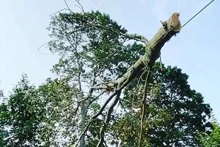 A large tree branch is hanging from a power line.