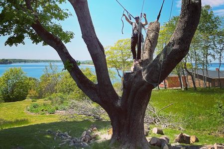 a man is standing on top of a tree next to a body of water .