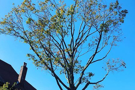 a large tree with lots of branches and leaves is in front of a house .