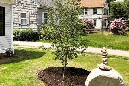 a tree is sitting next to a pile of rocks in a yard .