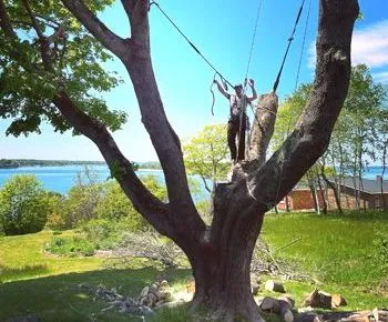 Man on a tree platform secured by ropes, with a lake and green scenery in the background.
