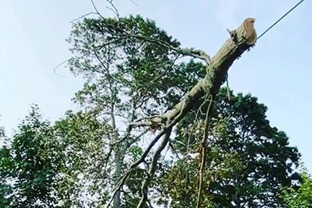 a large tree branch is hanging from a cable.
