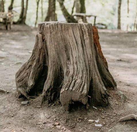 Weathered tree stump in a dirt clearing, with rough gray-brown bark and exposed roots.