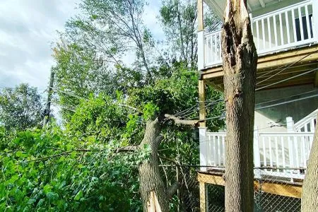 A tree that has fallen in front of a house.