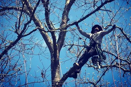 A man is climbing a tree with a blue sky in the background.