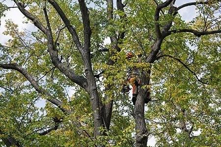 A man is climbing a tree with a chainsaw.