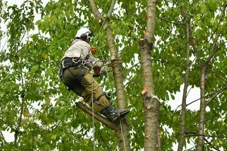 Tree worker in a safety harness climbing a tree amid green foliage