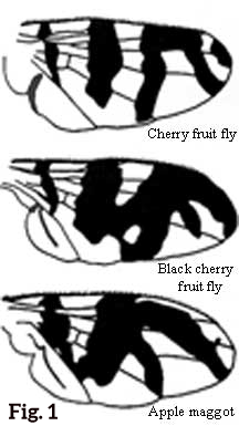 Apple Magott wing patterns.