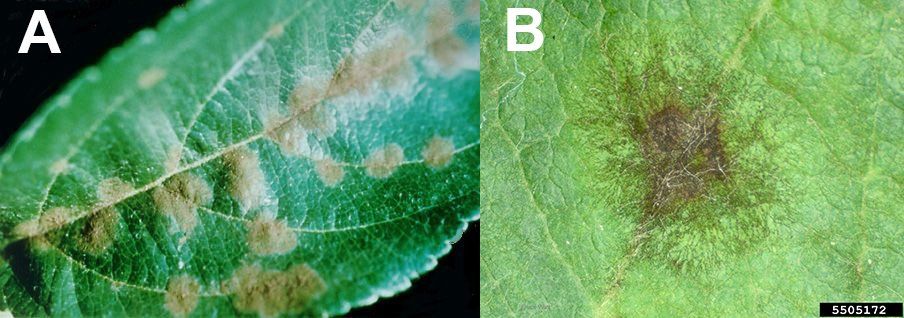 Apple Scab Spores