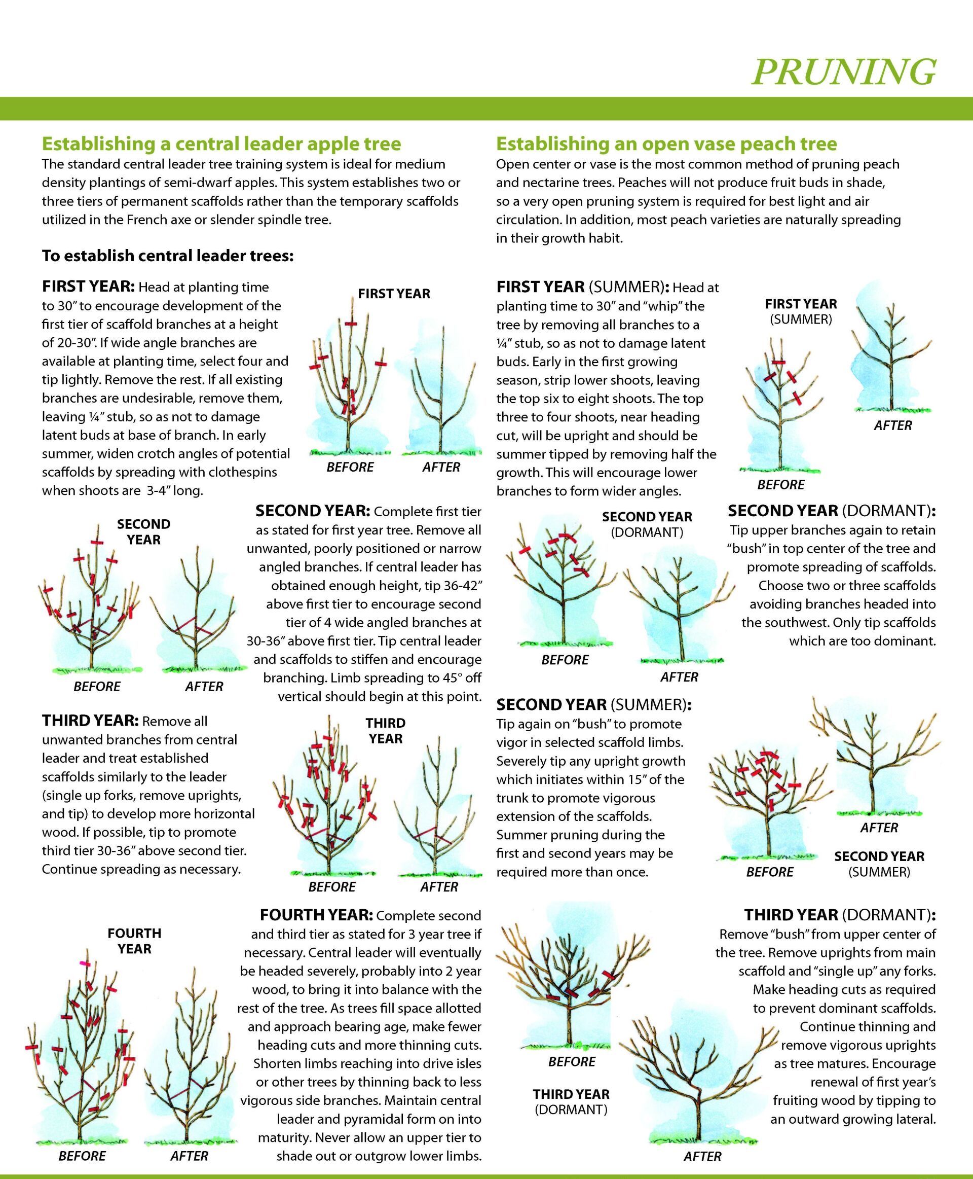 Apple tree pruning  guide