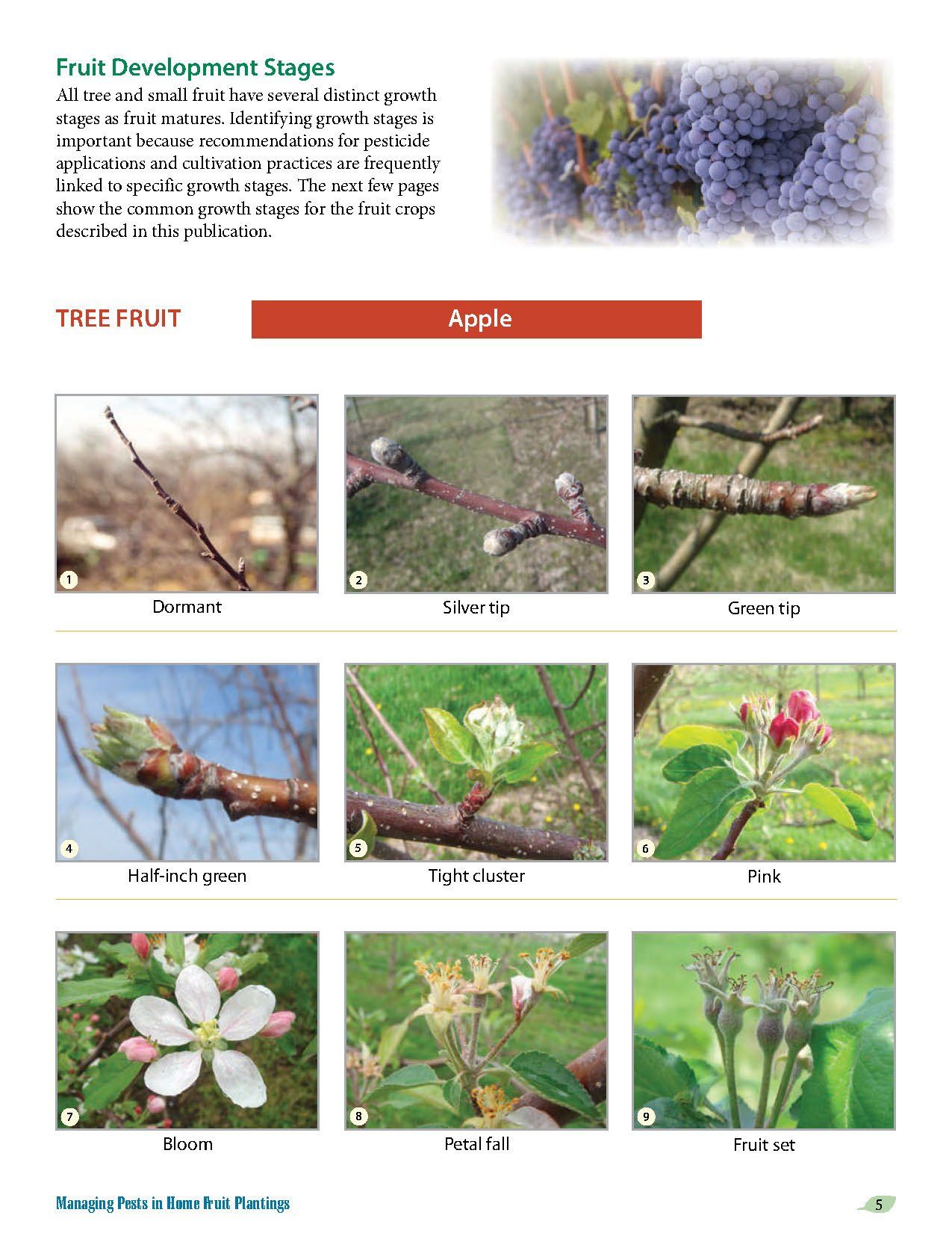 Apple Tree Growth Stages
