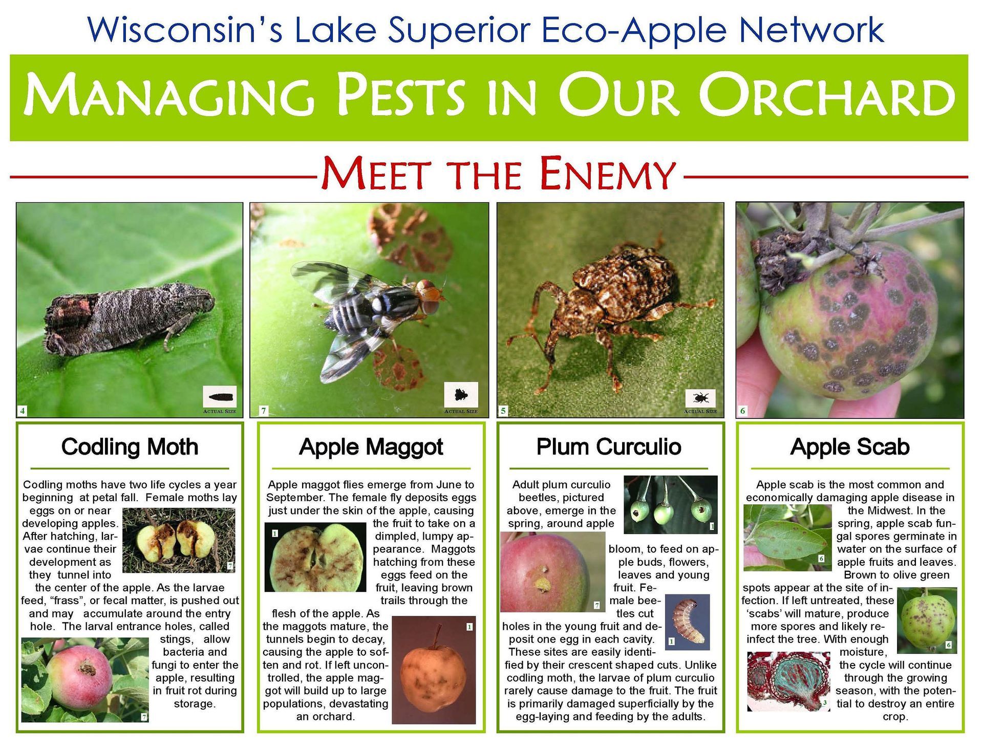 Click to download a PDF copy Four Main Pests