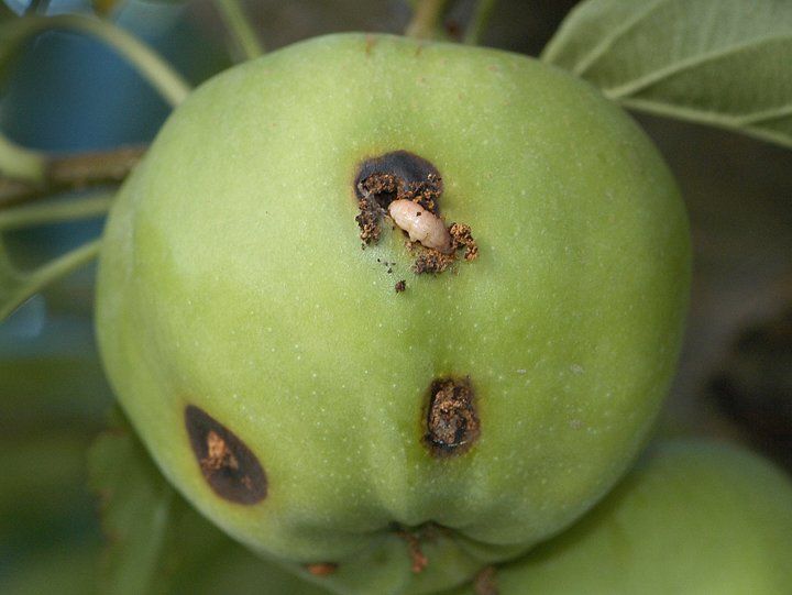 Codling Moth Larvae
