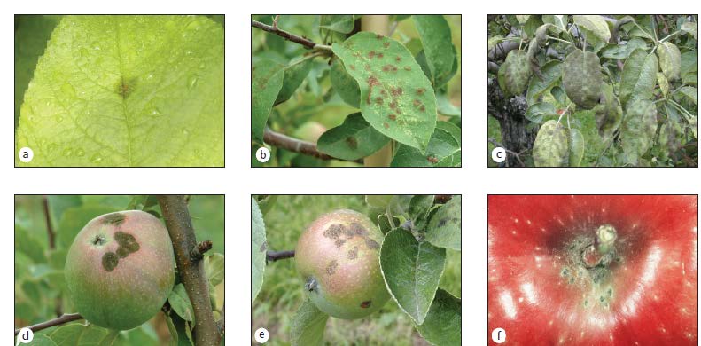 A bunch of pictures of apples and leaves on a tree