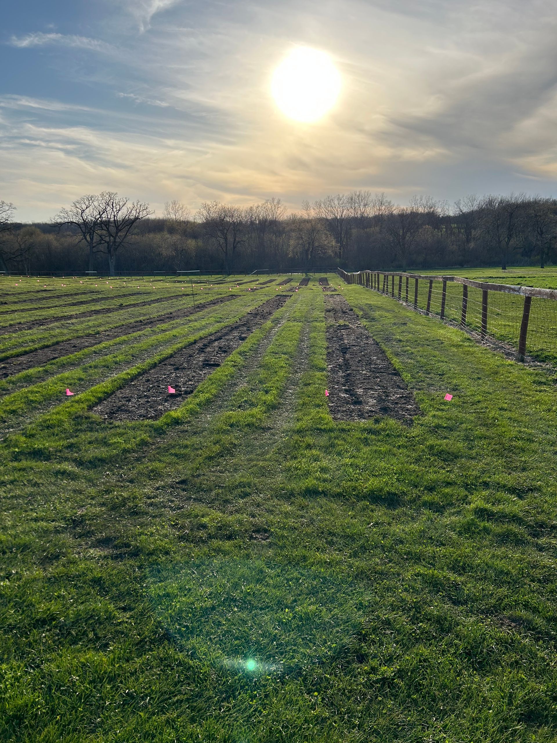 The sun is shining brightly over a lush green field