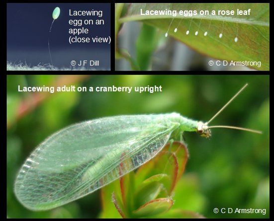 Beneficial Lacewing