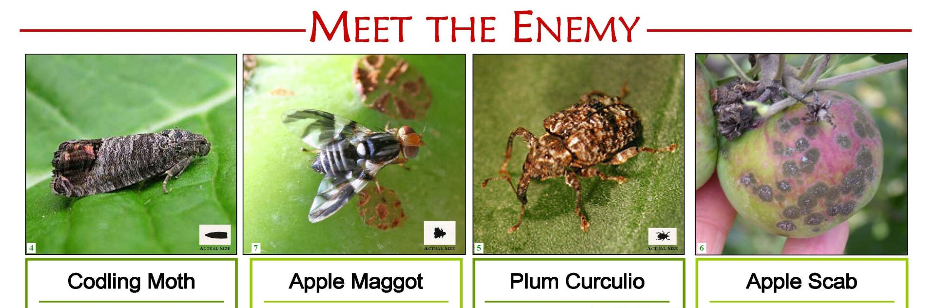 Four pictures of insects with the words meet the enemy at the top