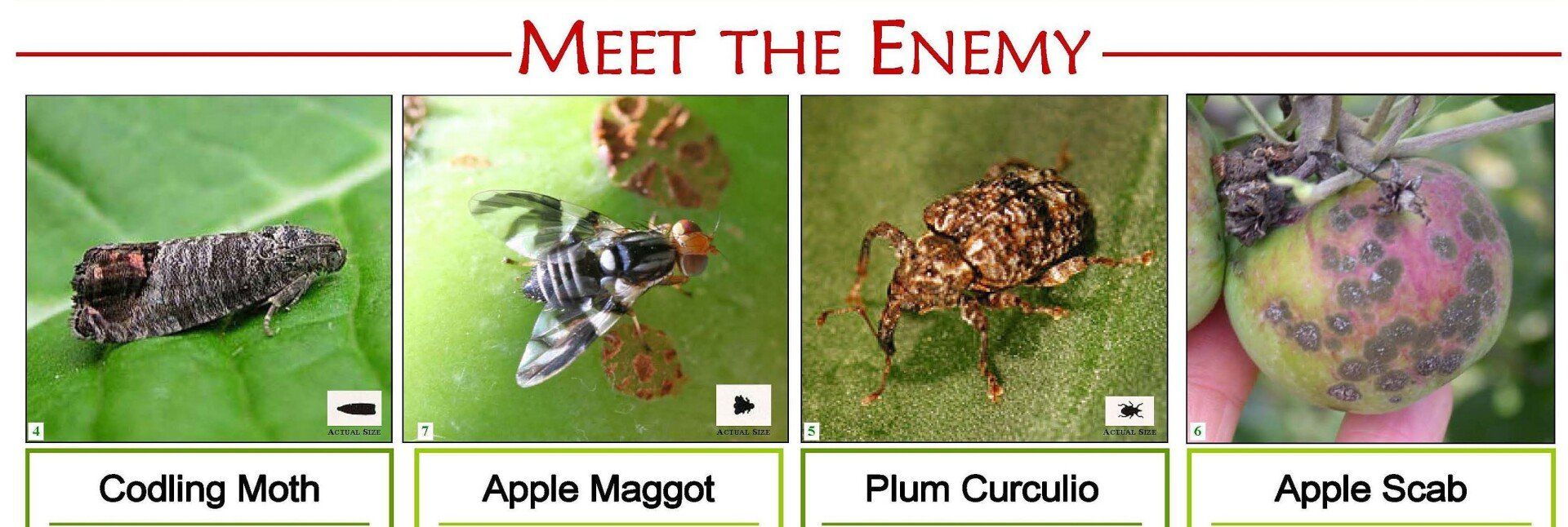 Meet The Enemy