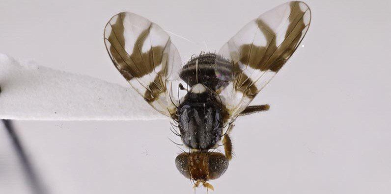 A close up of a fly with clear wings