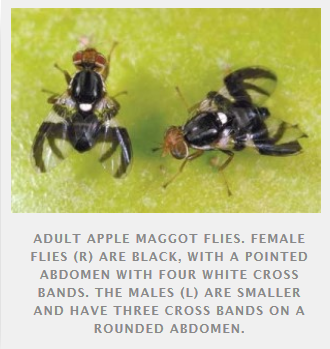 Adukt Apple Magott Fly