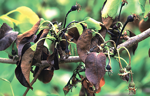 Close-up of fireblighted leaves and small green seed pods on a plant branch, against a blurred green background