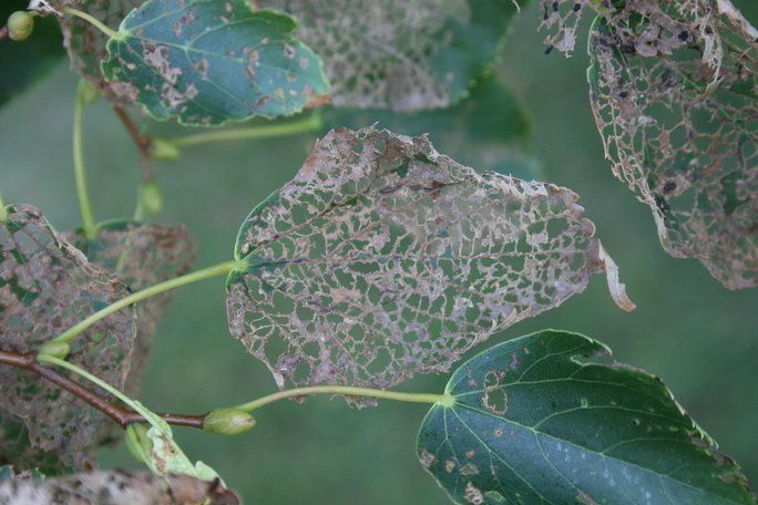 Japanese Beetle Damage