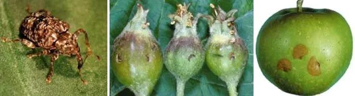 Plum Curculio Damage