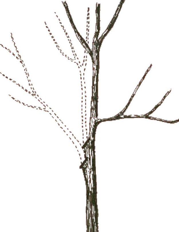 Remove branches that are outlined. Removing branches