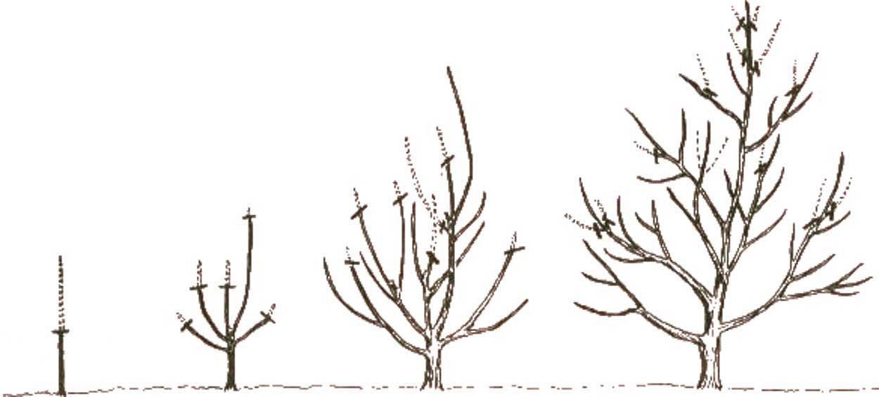 A drawing of a tree with a few branches without leaves