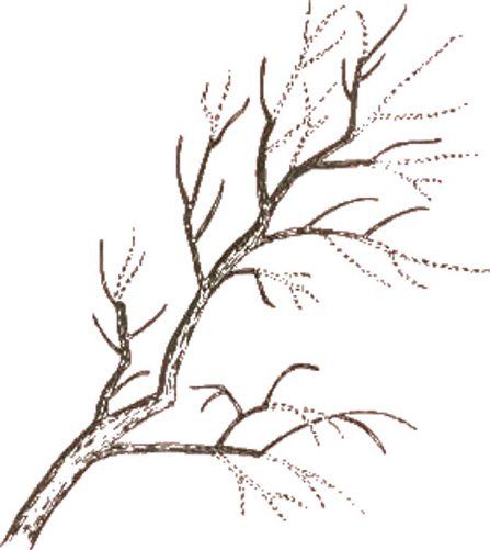 Thinning out branches Thinning out