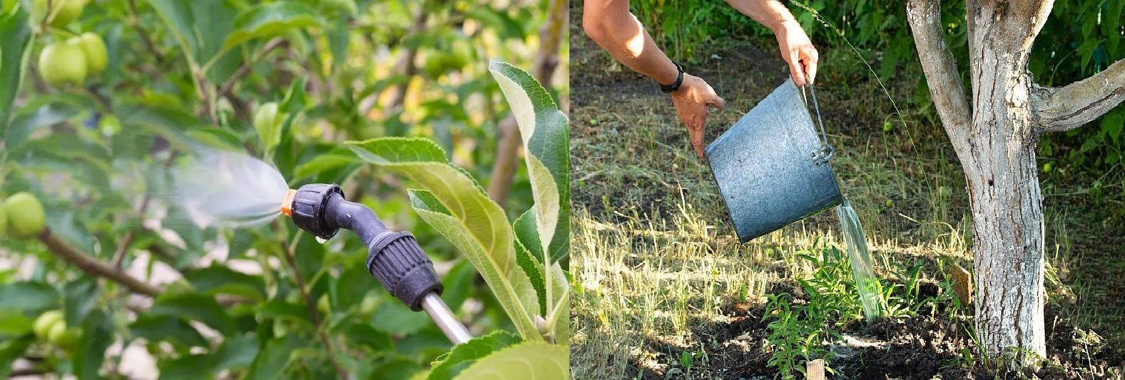 Spraying and watering apple tree