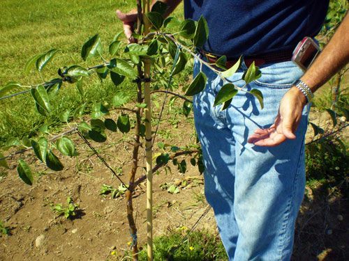 Branches Trained to Tall Spindle