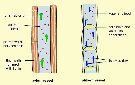 Xylem and Phloem